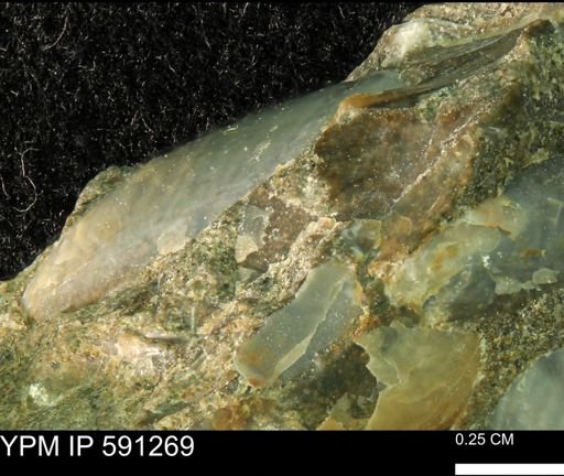Tenuipteria fibrosa