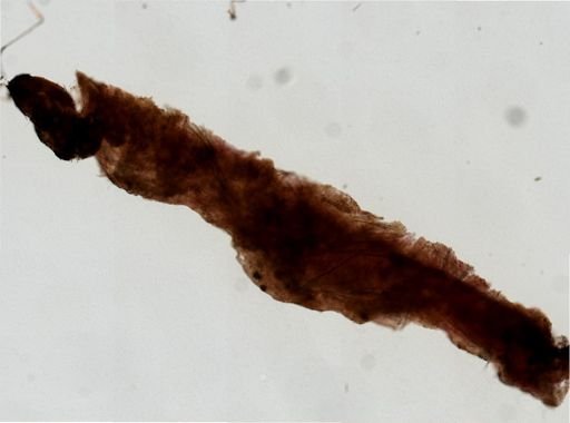 Aplysina