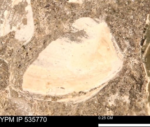Limopsis striatopunctatus