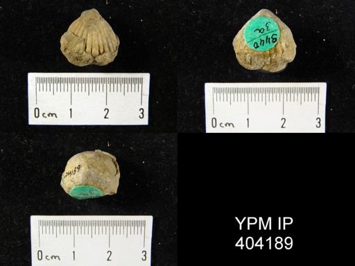 Uncinulus sp.