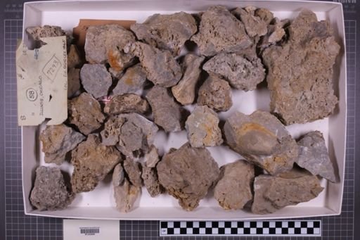 mixed taxa, stratigraphic collection