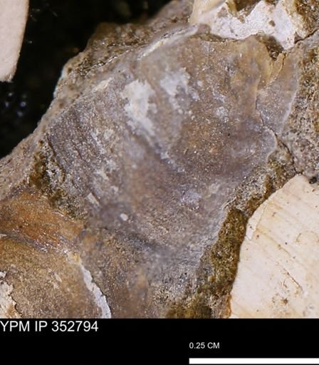 undet. Bivalvia