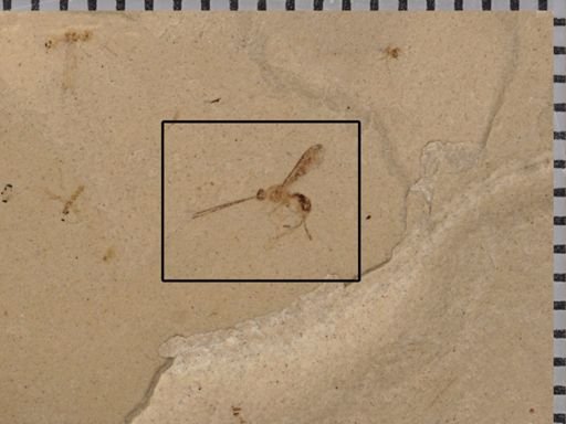 undet. Ichneumonoidea