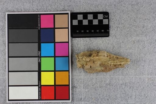 Leptomeryx evansi