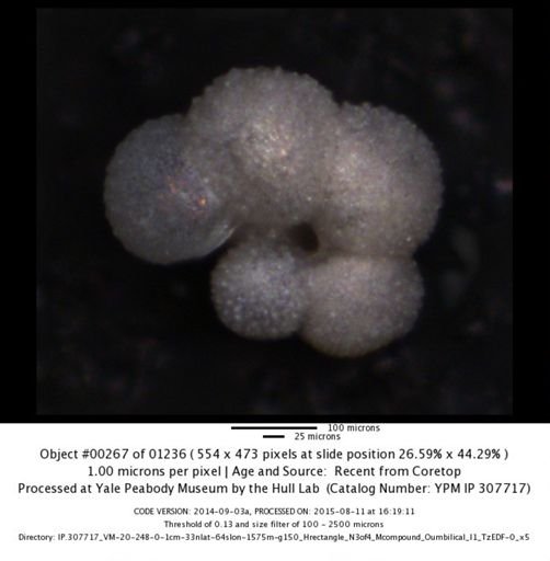 undet. Foraminiferida