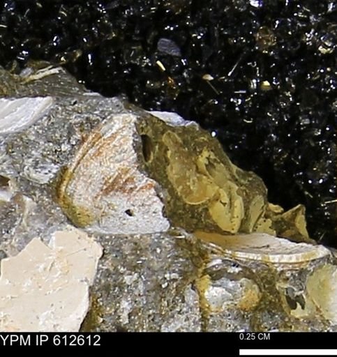 undet. Mollusca