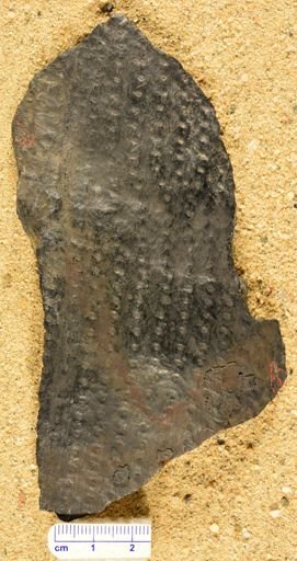 Sigillaria?