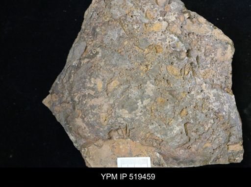 undet. Eocrinoidea