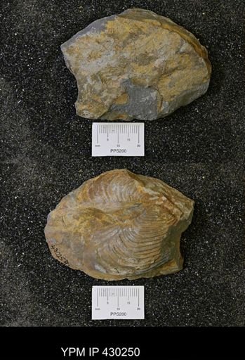 Grammysioidea arcuata