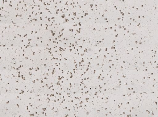 Darwinella