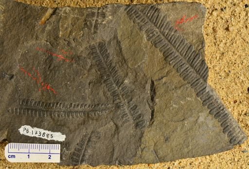 Pecopteris sp.