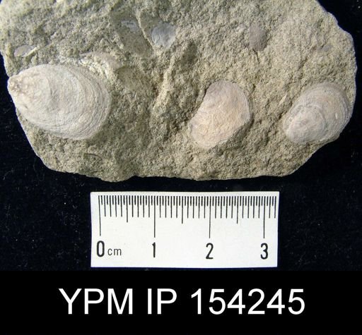 Lingulella ampla