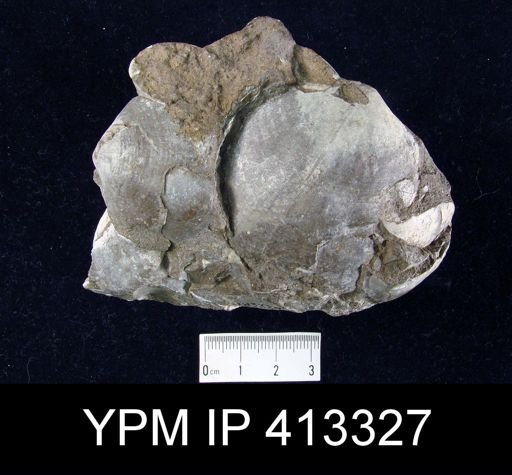 Pentamerus oblongus