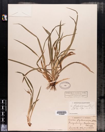 Carex abscondita