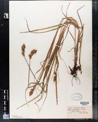 Carex tribuloides