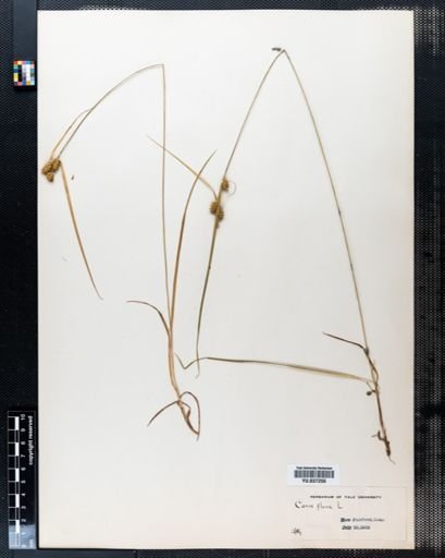 Carex flava
