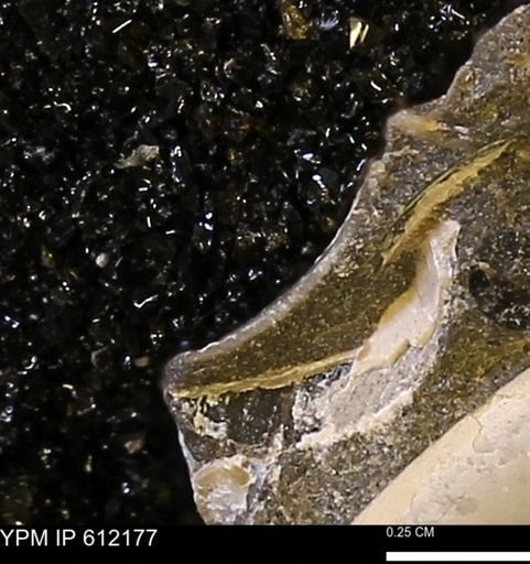 undet. Bivalvia