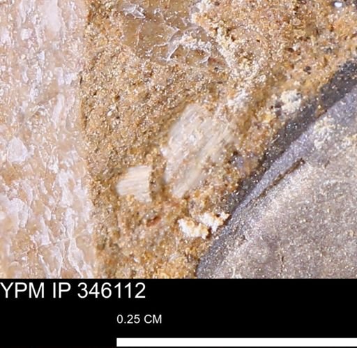 undet. Mollusca