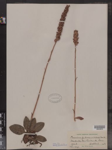 Peramium pubescens