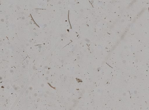 Clionidae