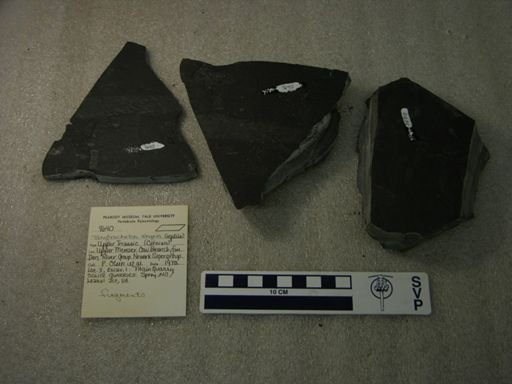 Tanytrachelos ahynis