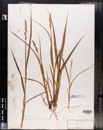 Carex stipata