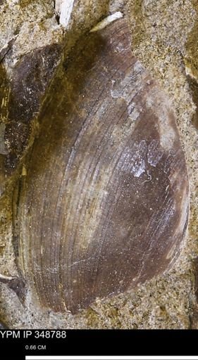 Limopsis striatopunctatus