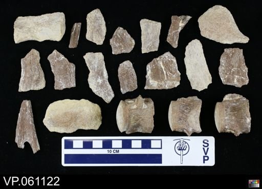 undet. Mosasauridae
