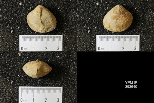 Corbicula?
