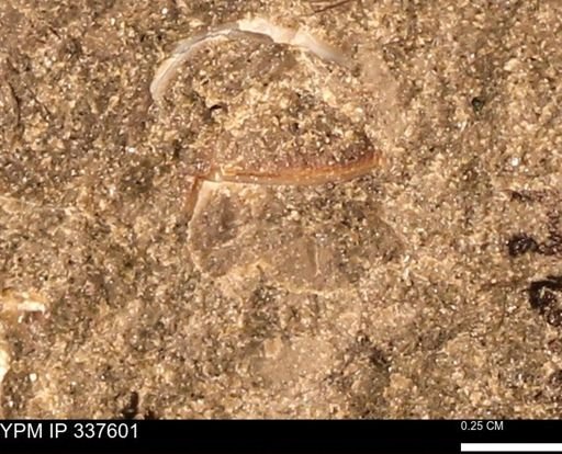 undet. Mollusca
