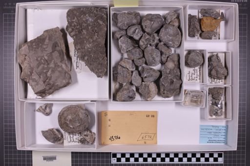 mixed taxa, stratigraphic collection