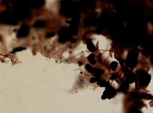 Aiolochroia crassa