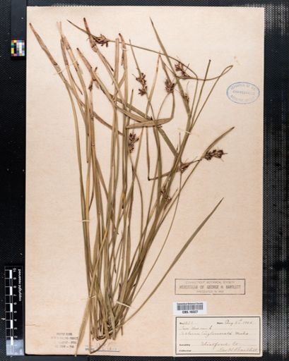 Scleria triglomerata