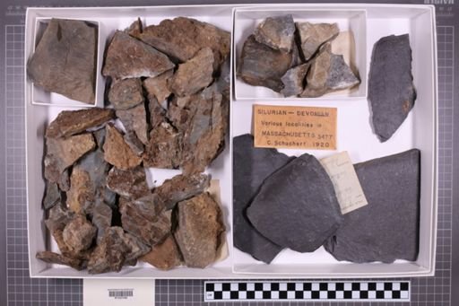 mixed taxa, stratigraphic collection