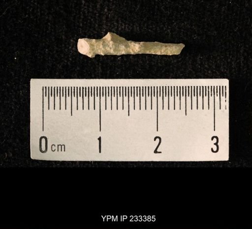 Archaeocidaris sp.