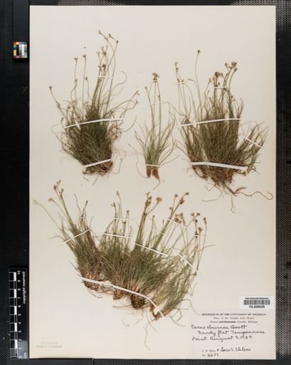 Carex eburnea