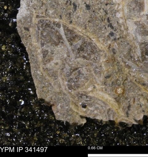 Scaphites sp.