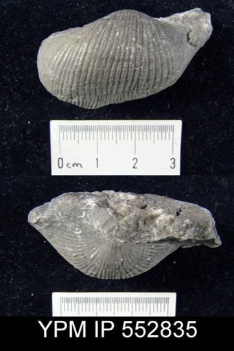 Productus semireticulatus