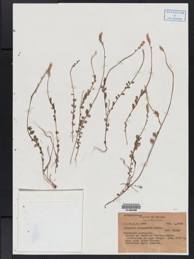 Polygala
