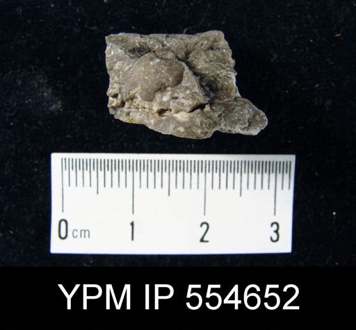 Hyattidina congesta junea