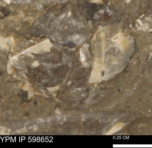 undet. Bakevelliidae