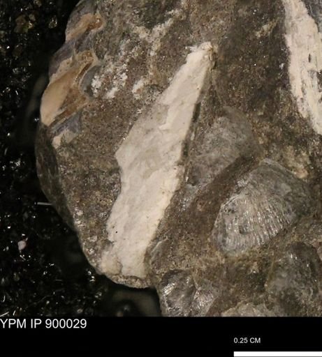undet. Mollusca