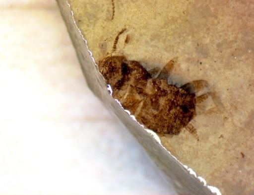 undet. Blattodea