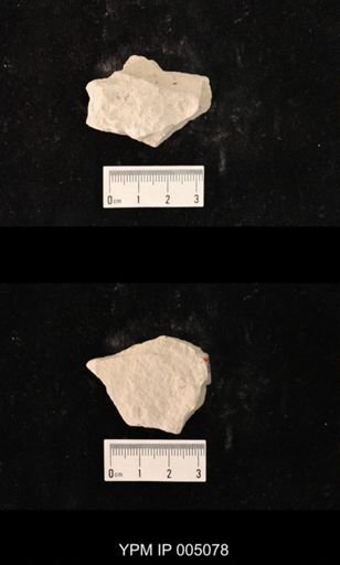 Psocidium kansasense