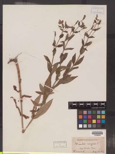 Mimulus ringens