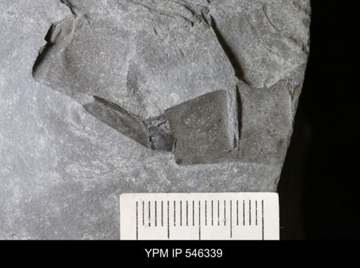 undet. Eurypterida
