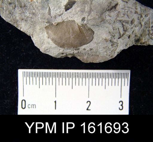 Plectambonites glabra