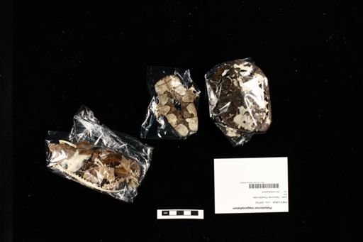 Platysternon megacephalum