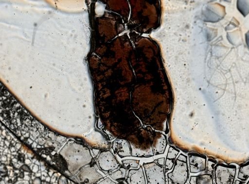 Latocestus whartoni