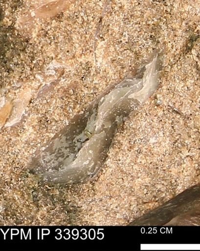 undet. Mollusca